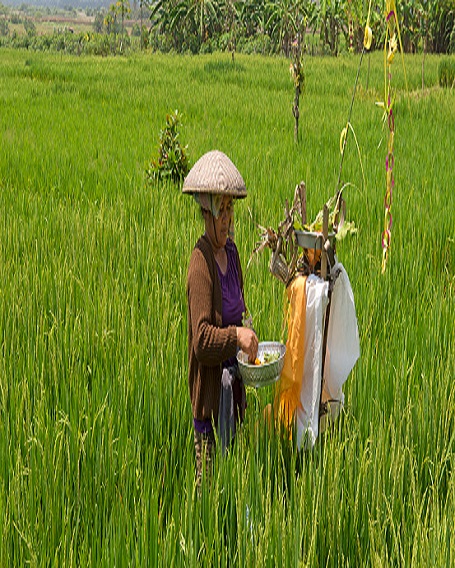 bali rice terrace