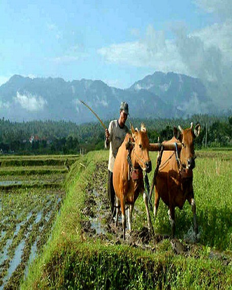 plowing rice terrace