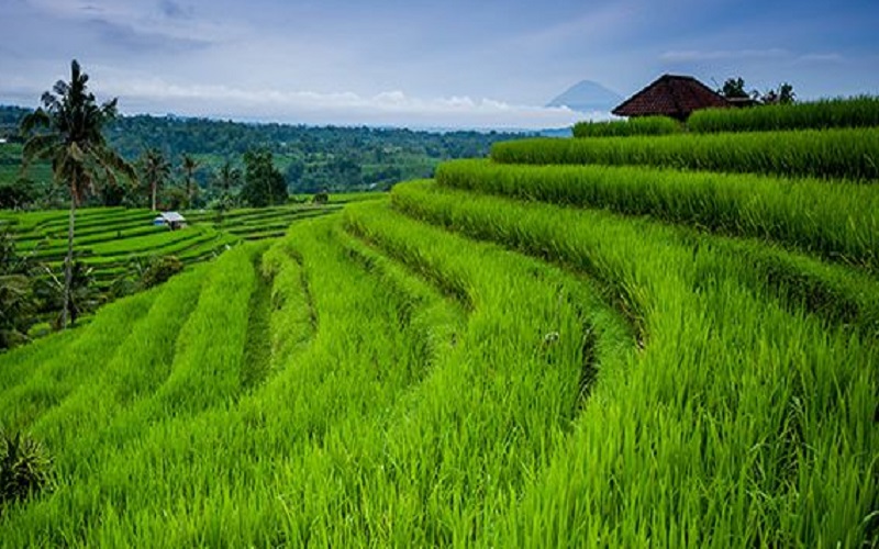 jatiluwih rice terrace