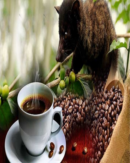 coffee plantation