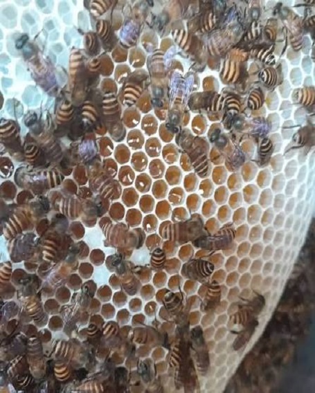 honeybee