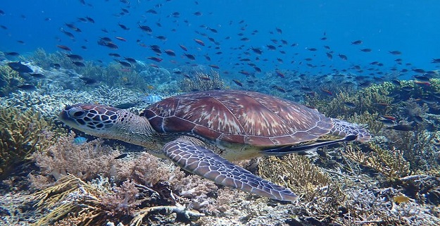 menjangan snorkeling