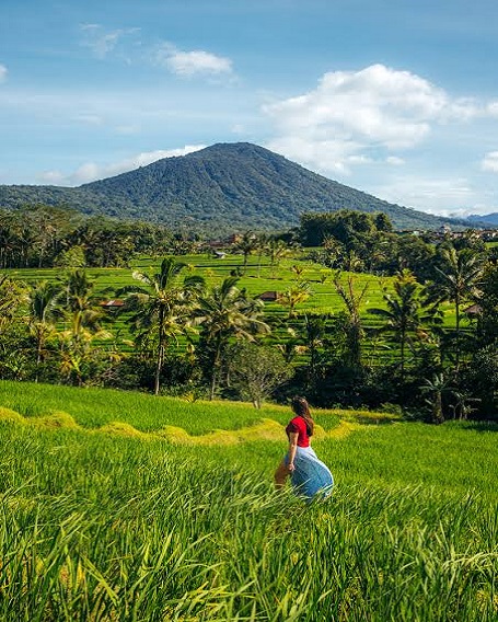 jatiluwih rice terrace
