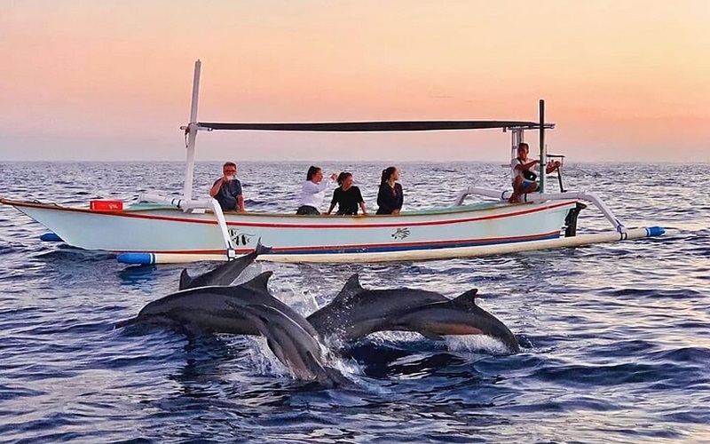 lovina dolphin