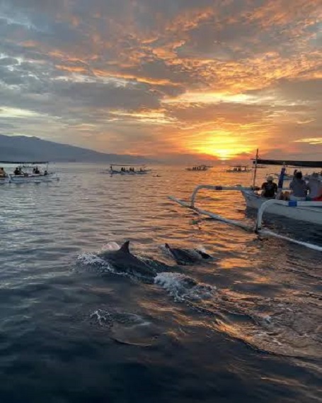 dolphin lovina