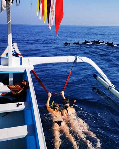 swim with dolphin