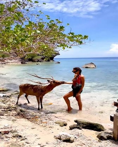 menjangan deer