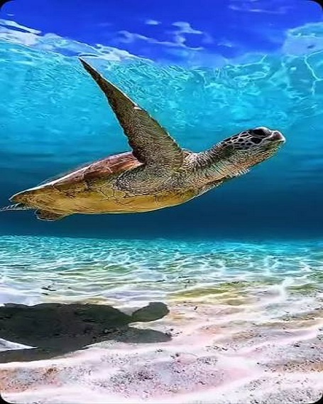 turtle